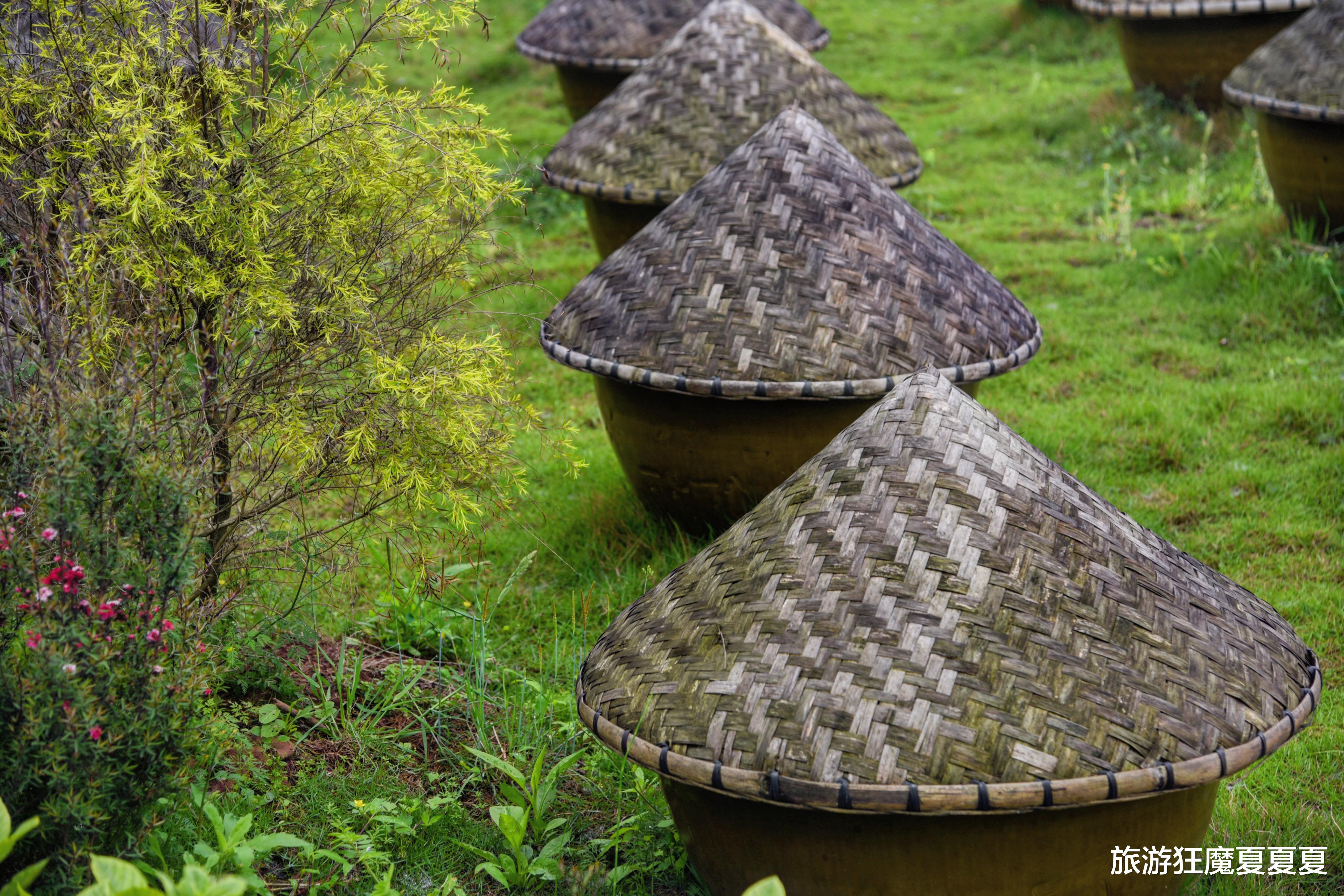 旅游狂魔夏夏夏 四川合江的非遗酱油，发酵缸都是用卫星定位摆放，已连续生产百年