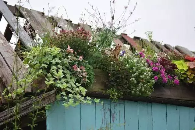 他建了座2亩的鲜花小院,满足你对花园的所有幻想!
