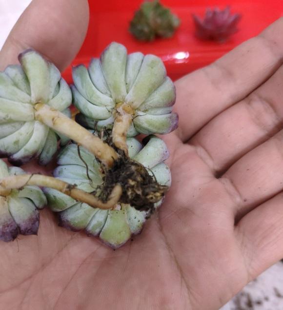 向阳园艺|多肉遇到病虫害！“蚍虫啉，多菌灵”必备药剂，杀虫除菌很有效