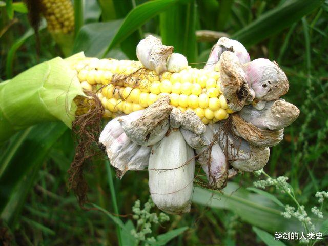  【地球生物全系列——从单细胞到人类】担子菌门—黑粉菌亚门