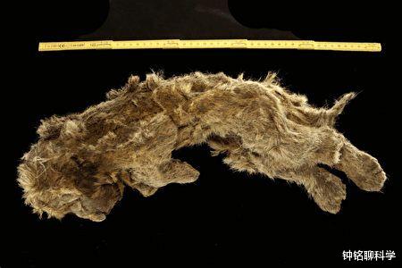 北极 北极又现史前遗骸，2.8万年前幼狮遗骸保存完整，对人类可不是好事