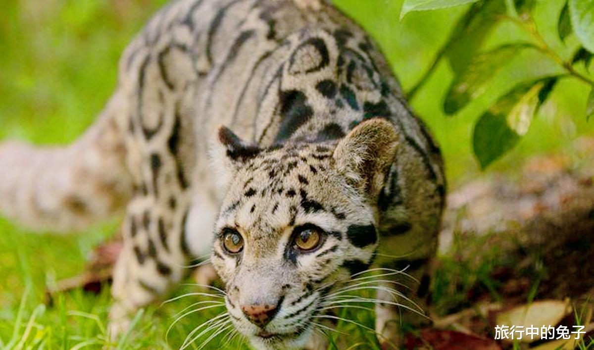 航天员 “灭绝”云豹重现喜马拉雅，然而环境专家却更惆怅了