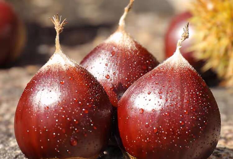 柿子|秋分时节，这6种秋日食材要多吃，防秋乏去秋燥，应季而食身体好