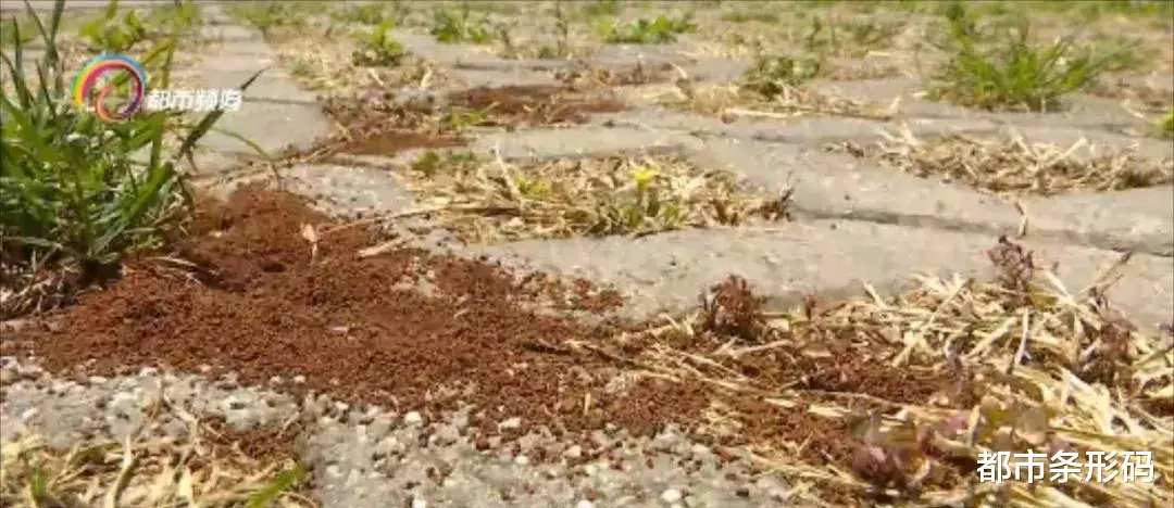 都市条形码 “一个一个的小土堆”，昆明主城小区疑似出现红火蚁！