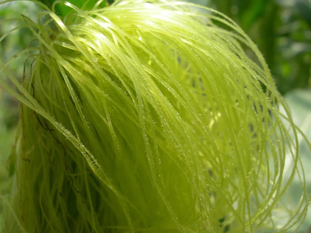 痛风|用它煮水喝,可以预防痛风的发作,可惜很多人把它当垃圾扔掉了