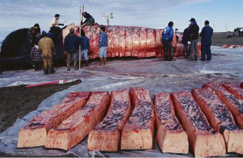 北极 来历成谜的爱斯基摩人 吃生肉却不生病但很少活过60岁