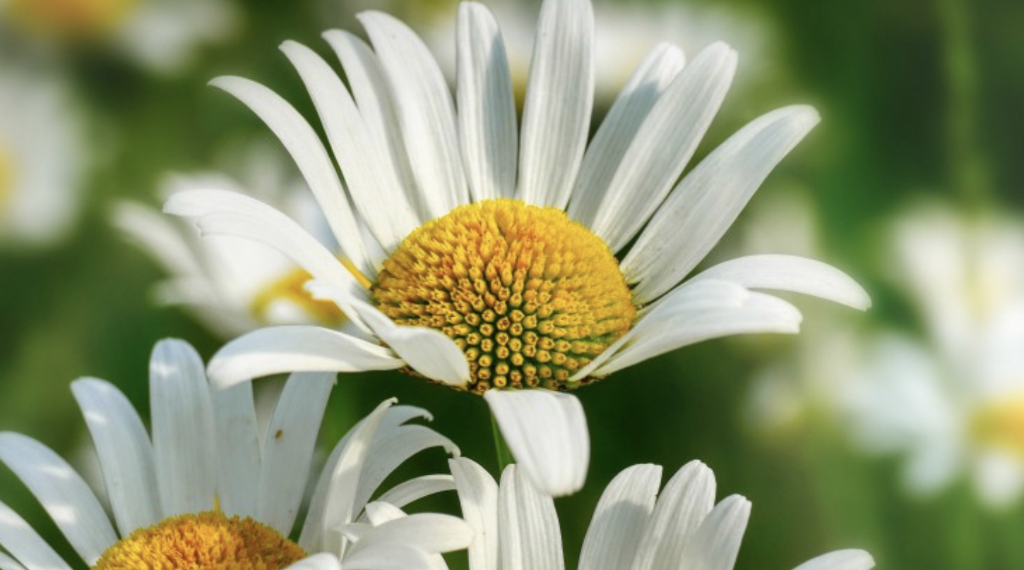 生肖|11月，心心念念，情丝缠绕，爱在心头，3生肖拼命挽留，大胆相拥