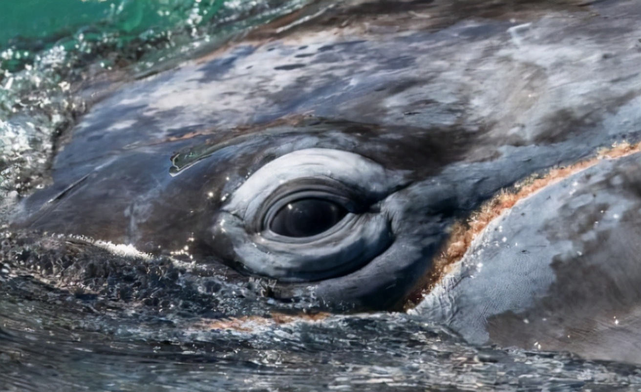 鲸鱼 下海5000多万年，完全适应海洋环境，为什么鲸鱼没有进化出鳃呢？