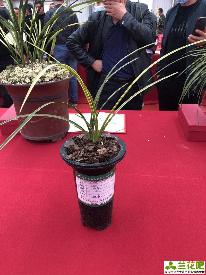 氨基酸|养兰千人千法，因人而异，最后都殊路同归