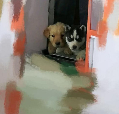 舜网 二哈不吃主人准备的食物，居然偷偷跑去找隔壁的大金毛