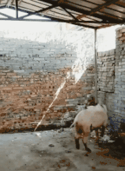 减肥餐|这位女同学，长得好看也没必要这样穿啊，哈哈哈裤子上的拉链好尴尬
