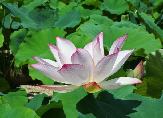 星临天下|8月初，霉运散喜事来，4属相财运开花，日子幸福无忧