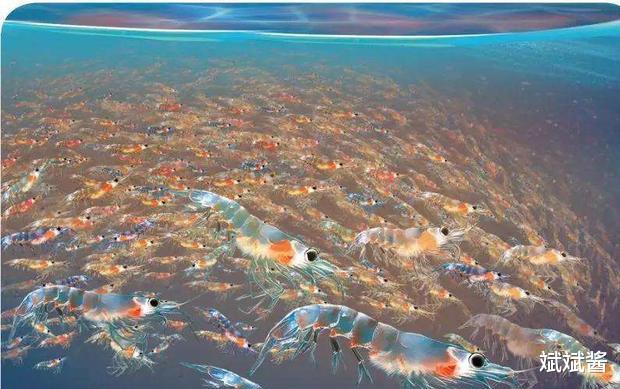 海洋生物 每年被海洋生物和人类吃掉的鳞虾达2亿吨，为何它还没灭绝？