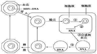 |乙肝2类CpAM开发进展，未来药物靶点，或有HNF激动剂