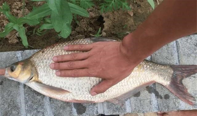 |都小暑了，还在用蚯蚓钓鱼？试试这2种钓饵，让你轻松钓大鱼