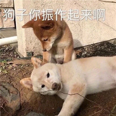 桉月|表情包：很有趣的快乐表情包合集