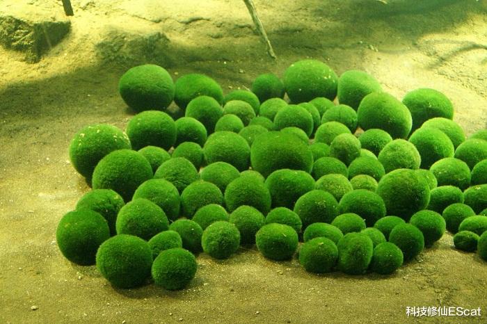 混合生物诞生!科学家已造出能光合作用的动物,改造人类不远了?