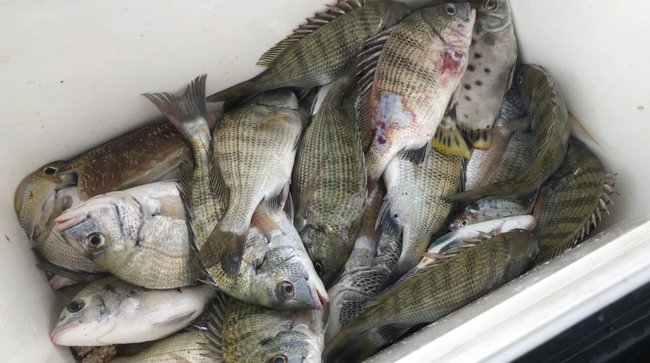 湛江|湛江钓鱼人阿智，出海遇黑鲷鱼群，一小时渔获卖500