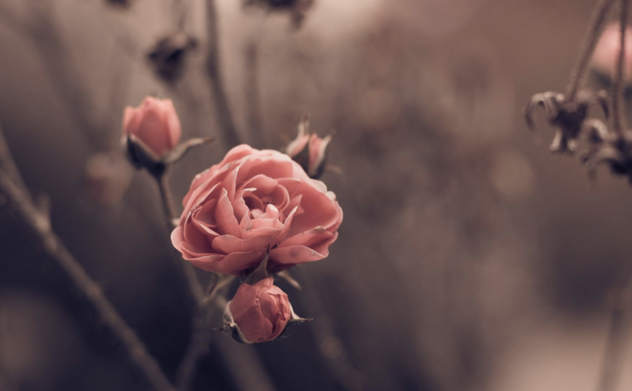 生肖夜梦|8月，事业取得成功，生活灿烂光明，3生肖贵人指点，日子富足无忧