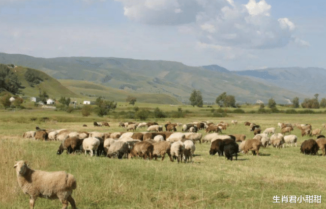 |财神点名属羊人这下有福了,财运加持事事顺利,在职场一飞冲天