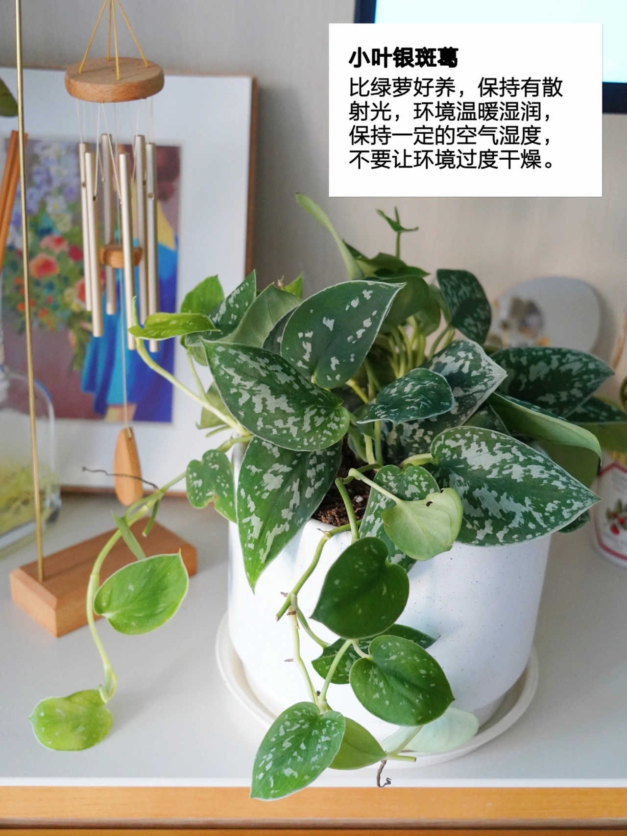 花5000块，把14㎡阳台变成一个小花园，小小的改变感受大大的幸福