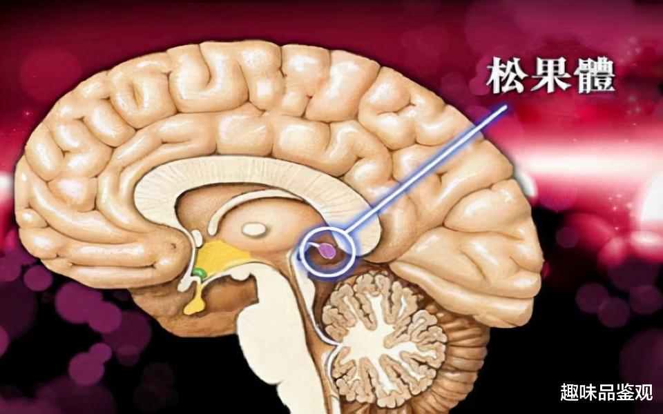 科学家 人类退化的“第三只眼”2：松果体被不断钙化，回归自然或能重现