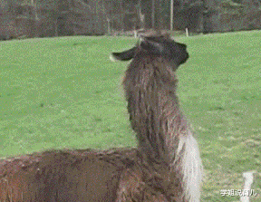 学姐说育儿|神回复:去掉纹身后,我感觉我能打的过它!这就是纹身的作用吗?