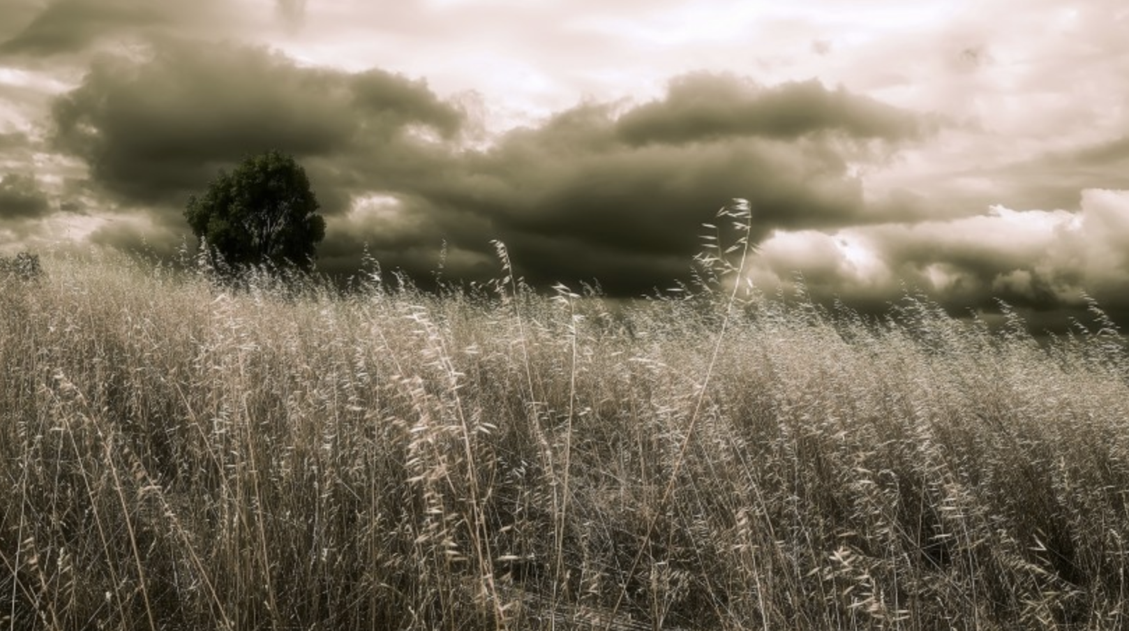 白羊座|智慧过人，却喜欢装傻充愣的星座，城府极深，心肠不坏，捉摸不透