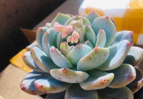 向阳园艺 多肉徒长是咋回事？缺少日照，养多肉，光照必须要足够充足