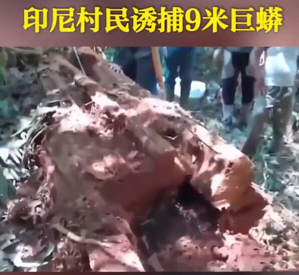 比特币 印尼巨蟒被擒，痛失孩子的“巨蟒父母”，能否再次上演狂蟒之灾？