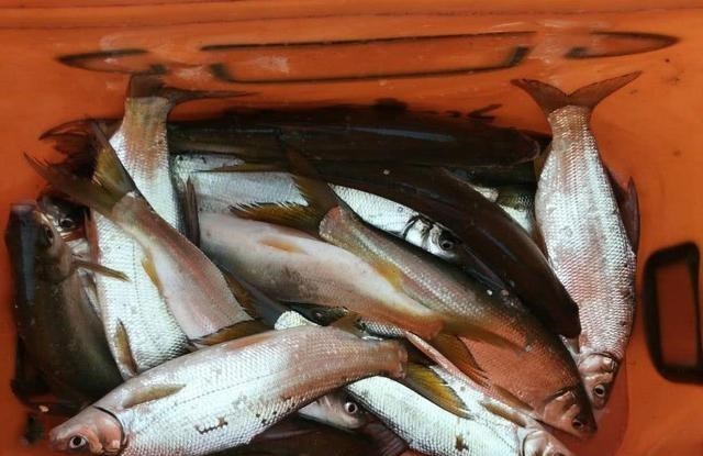 水库|浙江钓友野河钓鱼，遭遇黄尾鱼群，这种鱼难钓且不好吃？