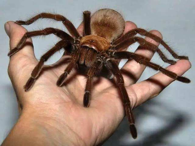 世界上最大的8只蜘蛛