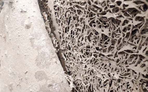 白蚁 长在白蚁窝里的菌类，价格超过黄金，为什么挖到的人就是不肯卖？