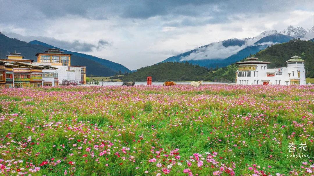 塘栖古镇 收下这份赏花图鉴，走进西藏初夏的梦境