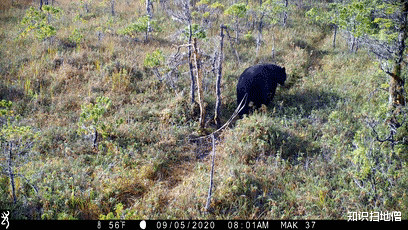 科学家 熊身后拖着10米长的东西是什么？为何还会动？科学家：人体内也有
