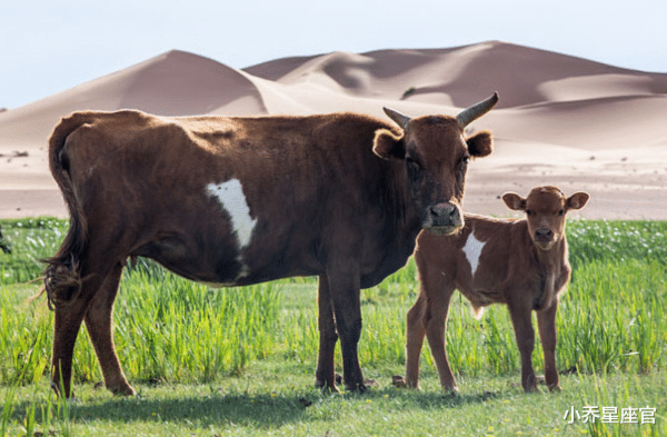 生肖|12月后,属鸡、牛、蛇时来运转,赚钱顺利,事业腾飞,福大财大