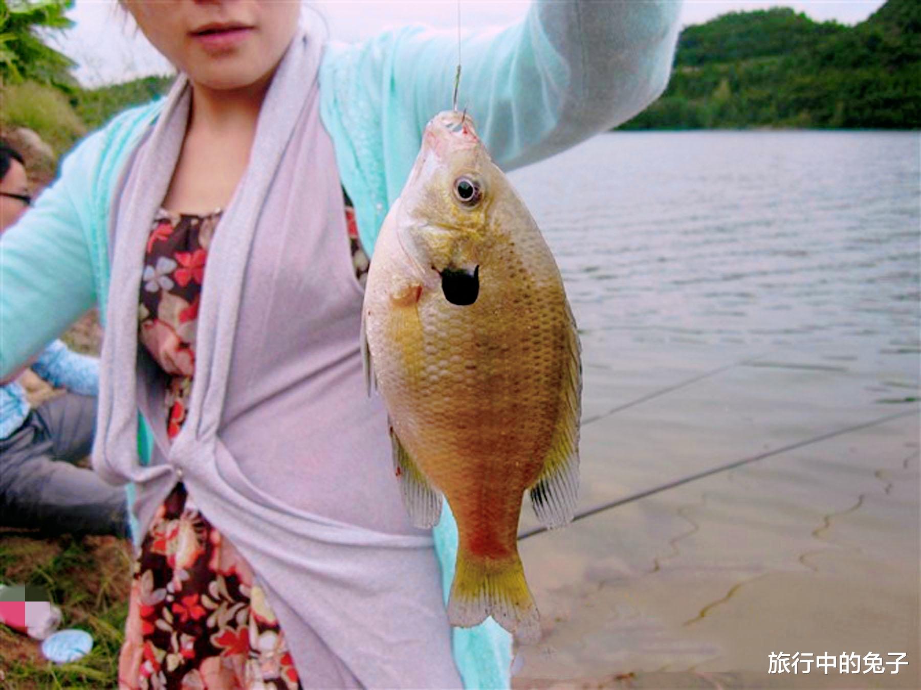 芜湖 芜湖“太阳鱼”泛滥，体型大不躲人，钓都钓不完