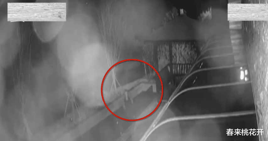 春来桃花开 88岁老人偷走价值5万多的锦鲤，被找到时已成“小鱼干”：只想尝尝