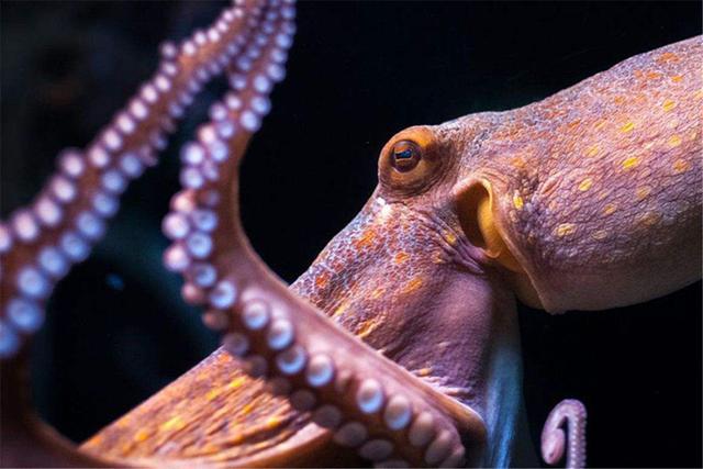 章鱼来自外太空吗?“证据”越来越多,就连科学家也无法否认!