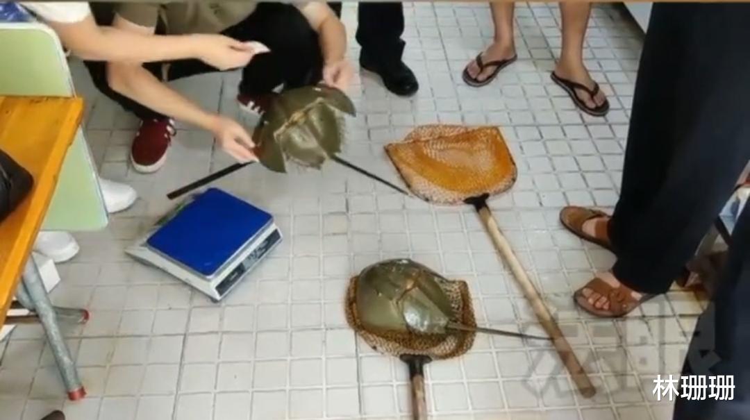 糊涂!福建一饭店老板买两只“马蹄蟹”准备售卖,结果被抓走了