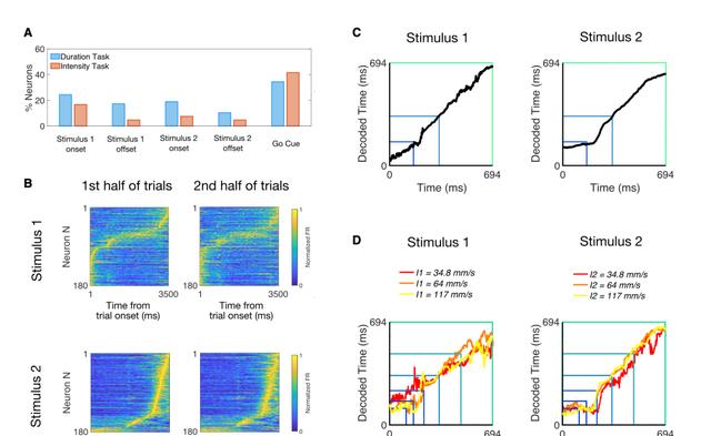 神经元 大脑如何编码时间知觉?