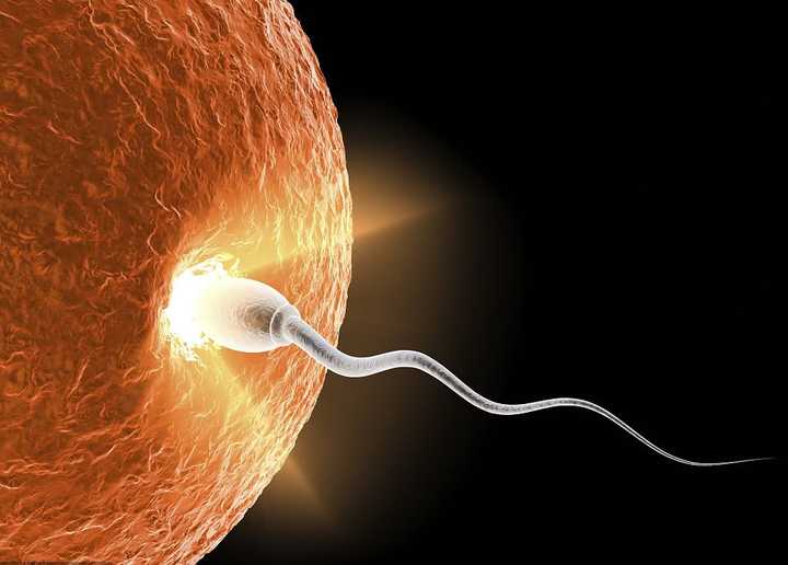 生命的火花 原来真的有爱情的火花！科学家发现精卵细胞结合时会出现神奇闪光