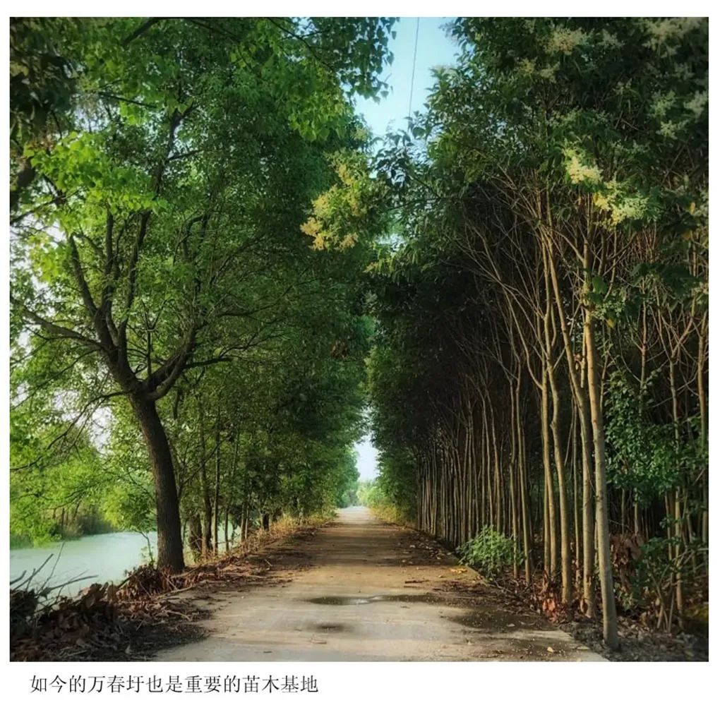 蓝鹰书画 画家杨林：“万顷春波”创作有感