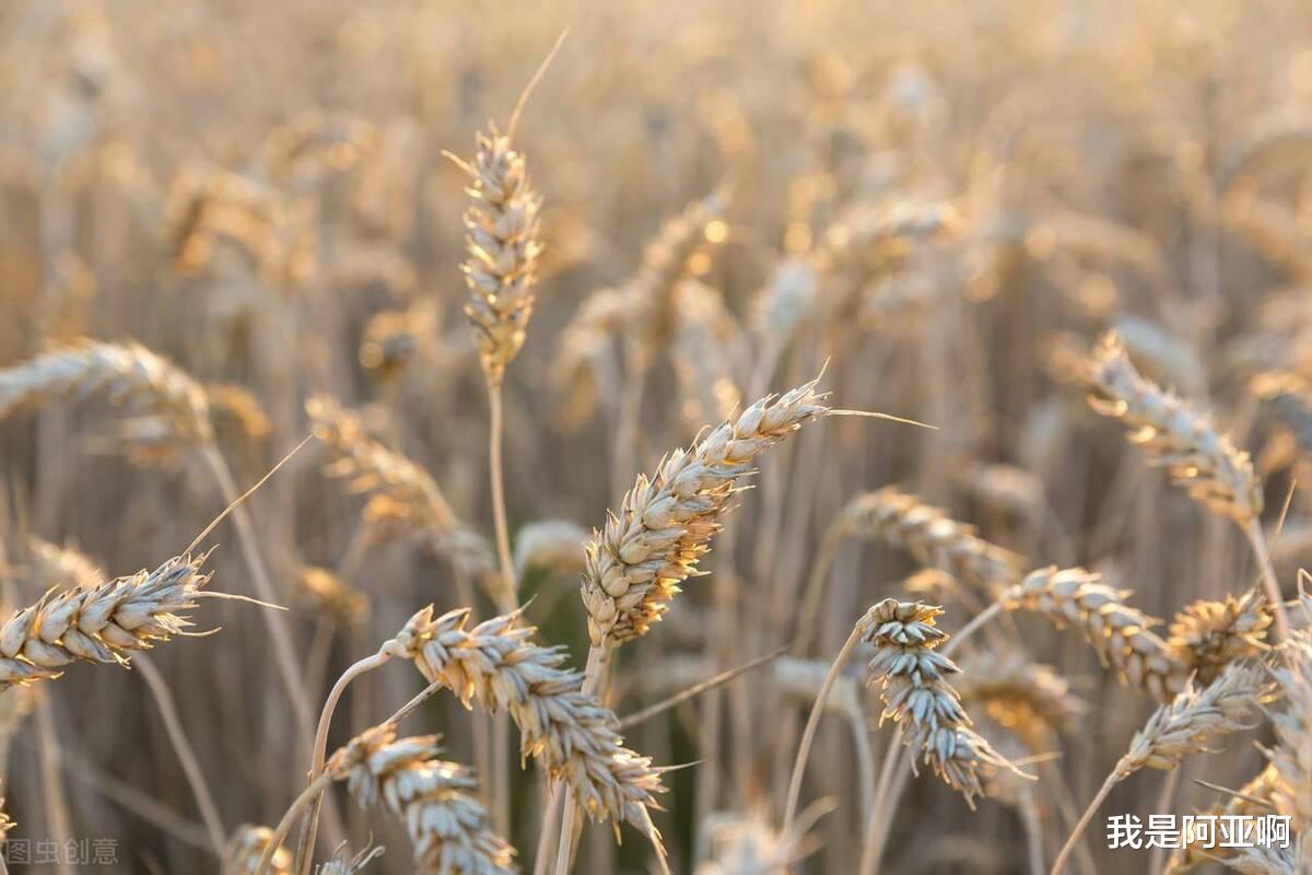 我是阿亚啊|余生，做到这两个字，你会很有福气