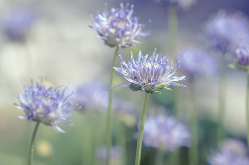 大放异彩|6月中旬，职场大放异彩，富贵不愁，3生肖心想事成，顺利大翻身