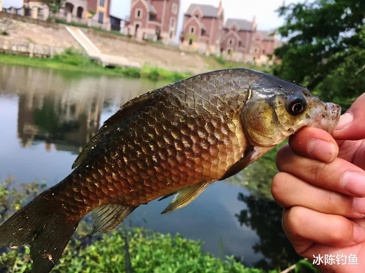 |同一个钓位,隔天钓渔获截然不同,是什么原因导致的?