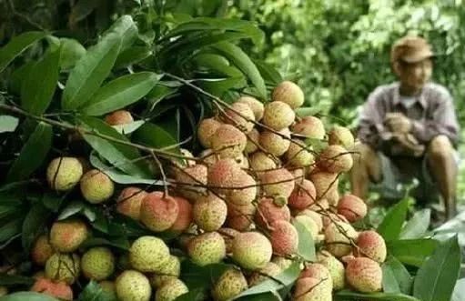 越南中文君 越南百万吨水果或滞销,果农哭了!盼中国增设口岸“搭救”