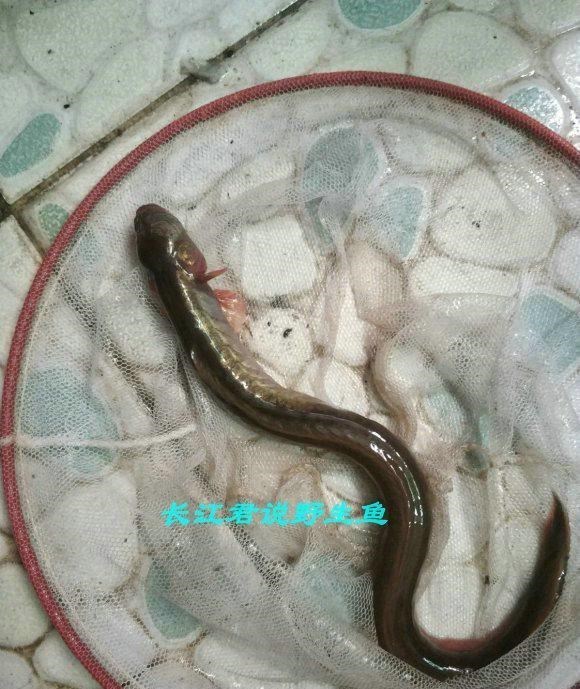 |东江出现许多“奇鱼”,钓鱼人:连续几天钓到,一开始以为是河鳗