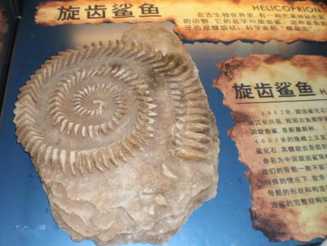 鲨鱼的诡异祖先:旋齿鲨的一嘴大牙,为何呈螺旋状?