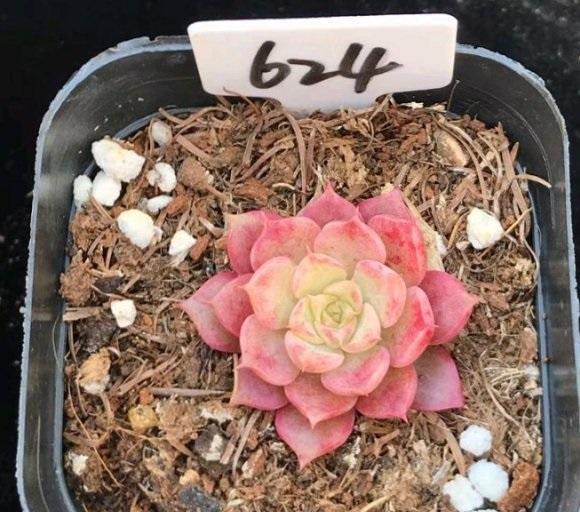 向阳园艺|其实种多肉也无需买土，自己上山挖点土，一样可以种多肉